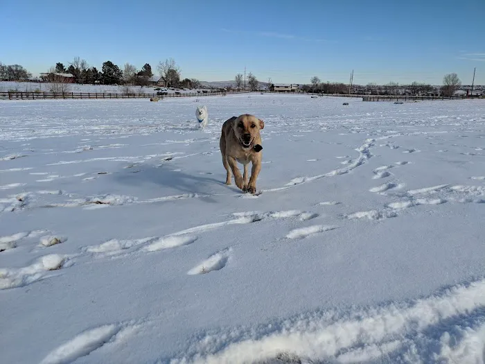 The Great Bark Dog Park 3