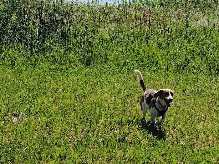 Happy Tails Dog Park 3