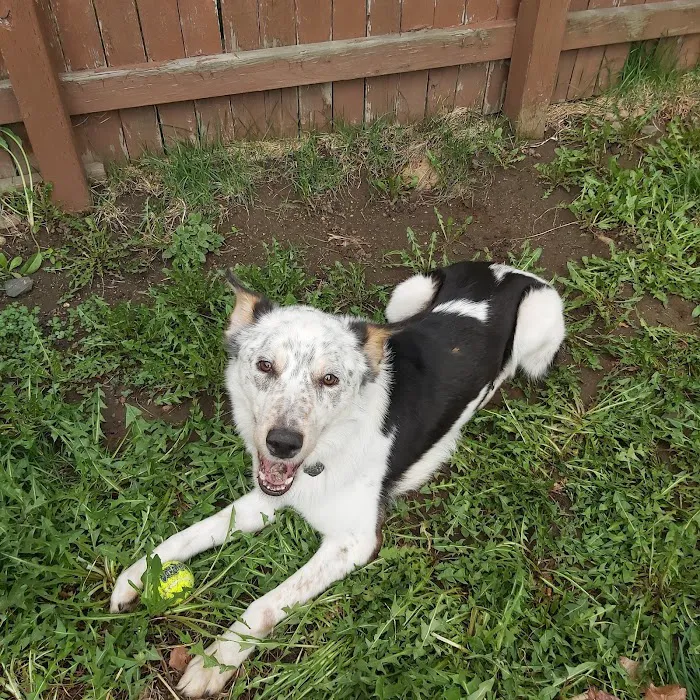 Happy Tails Dog Park 4