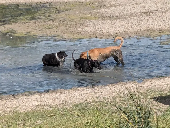 Happy Tails Dog Park 2