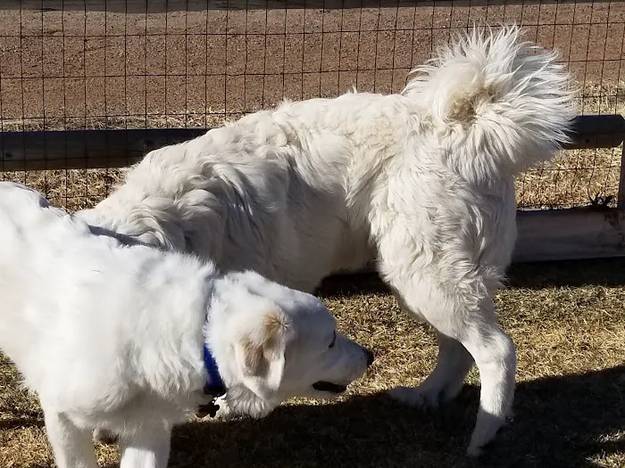Bayou Gulch Dog Park 4