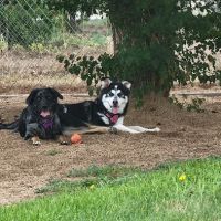 Platteville Dog Park ico