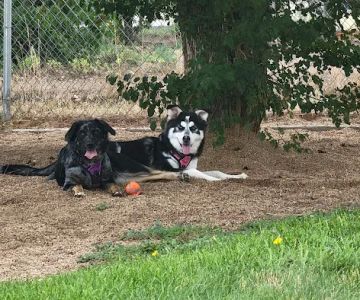 Platteville Dog Park