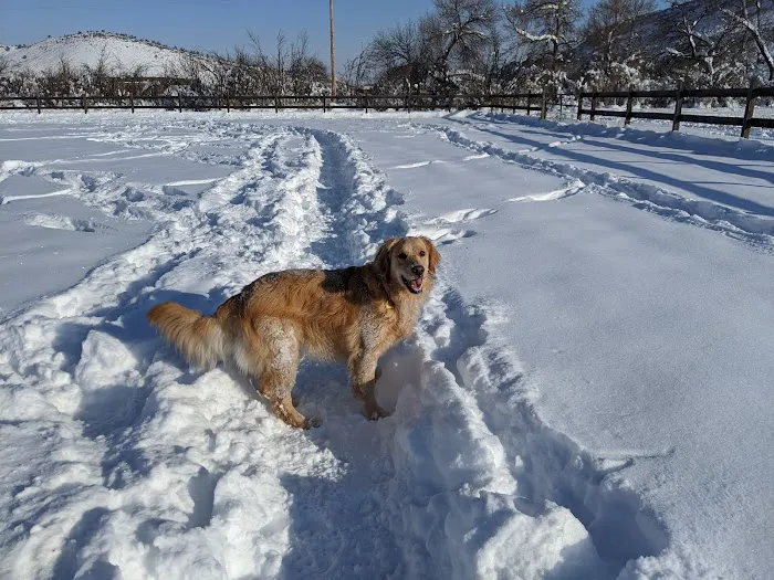 Lyons Dog Park 6