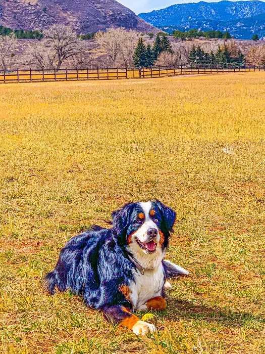 Lyons Dog Park 7