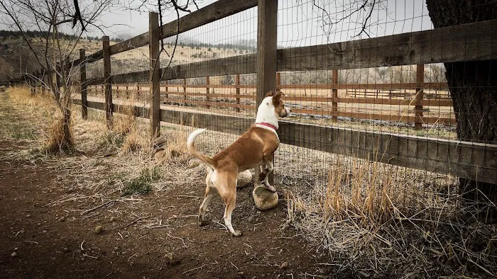 Lyons Dog Park 9