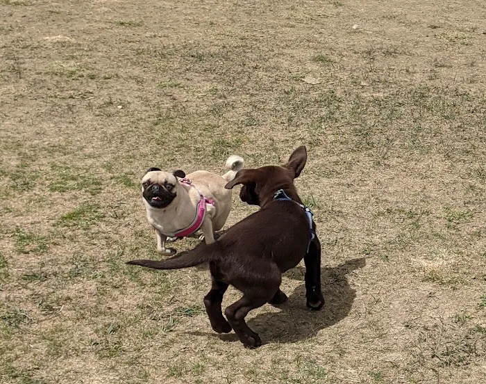 City of Longmont Dog Park #1 10