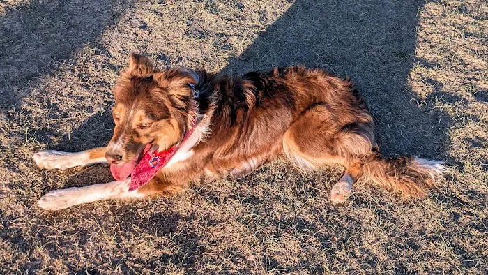 City of Longmont Dog Park #1 2