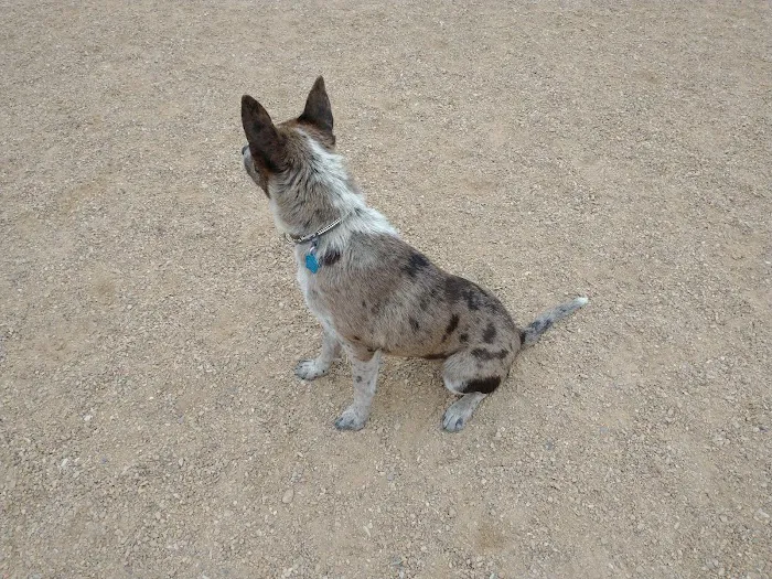 Berthoud Dog Park 10