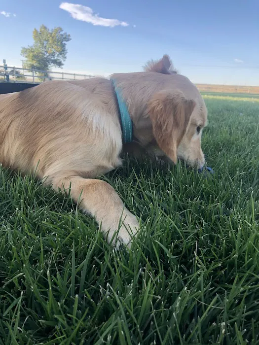 Milliken Dog Park 10