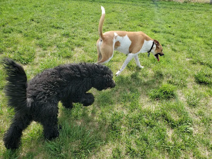 Milliken Dog Park 6