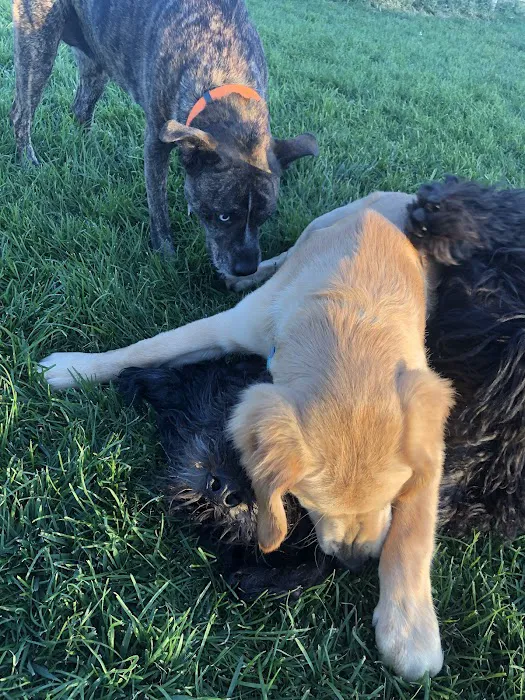 Milliken Dog Park 7