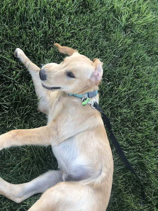 Milliken Dog Park 8