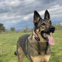 Milliken Dog Park ico
