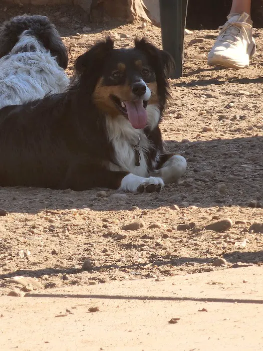Dog Park at Fairgrounds Park 3