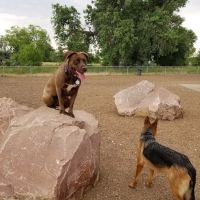 Dog Park at Fairgrounds Park ico