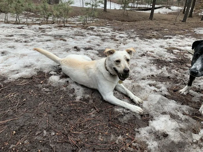 Fox Run Dog Park 4