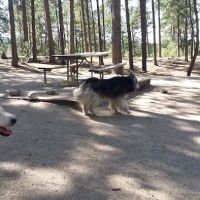 Fox Run Dog Park ico