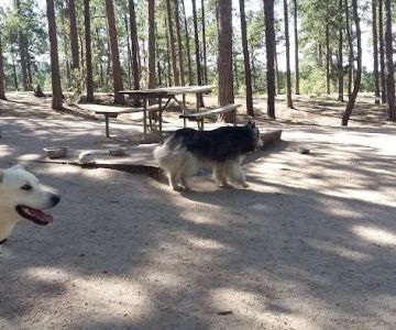 Fox Run Dog Park