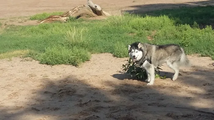 Rampart Dog Park 1