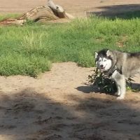 Rampart Dog Park ico