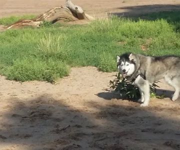 Rampart Dog Park