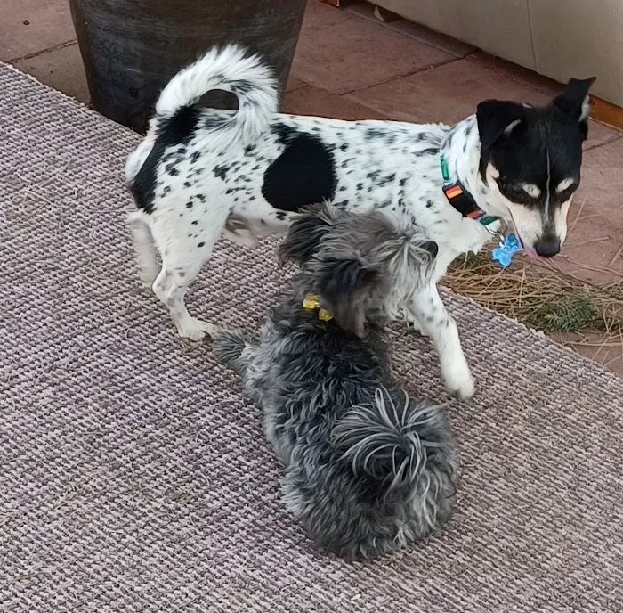 Wolf Ranch Dog Park 8
