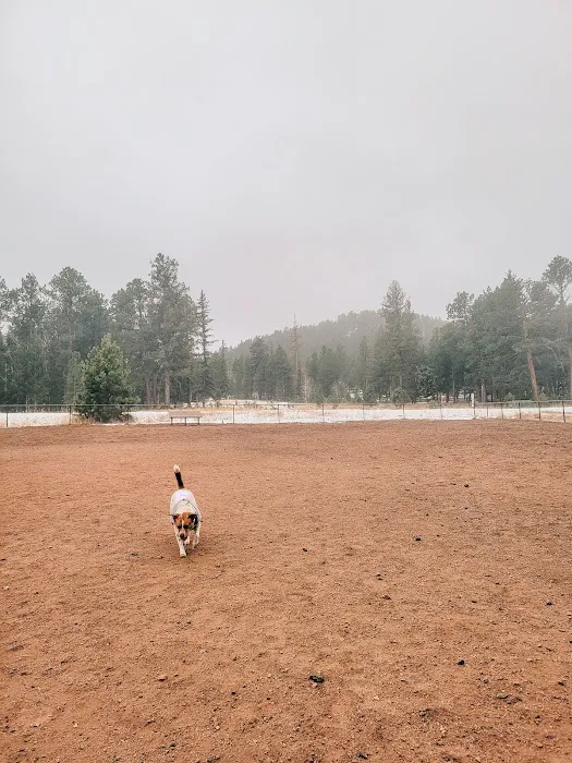 Golden Meadows Dog Park 10