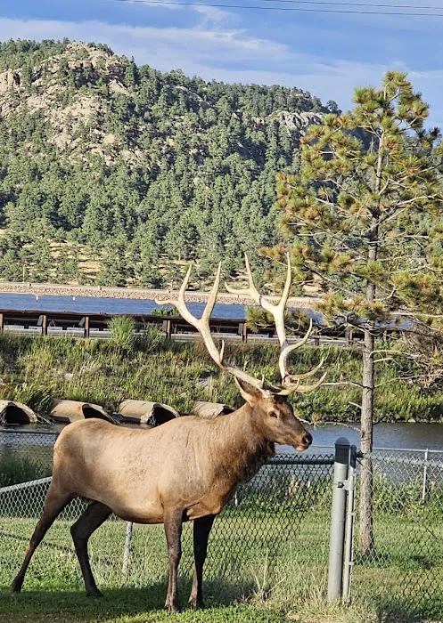 Estes Park Dog Park 8