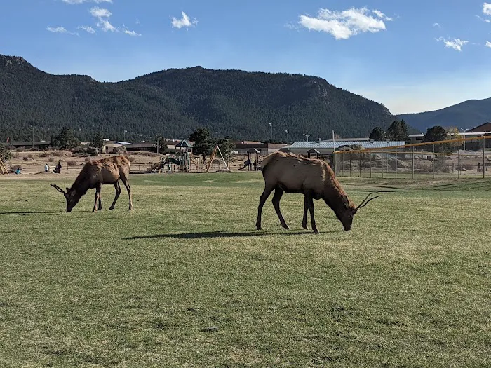 Estes Park Dog Park 1