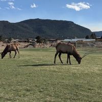 Estes Park Dog Park ico