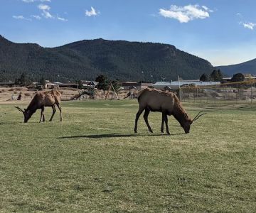 Estes Park Dog Park