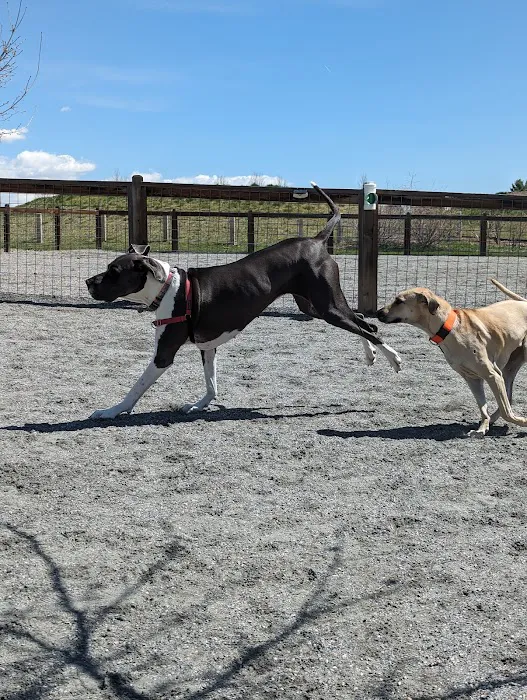 Twin Silo Dog Park 5