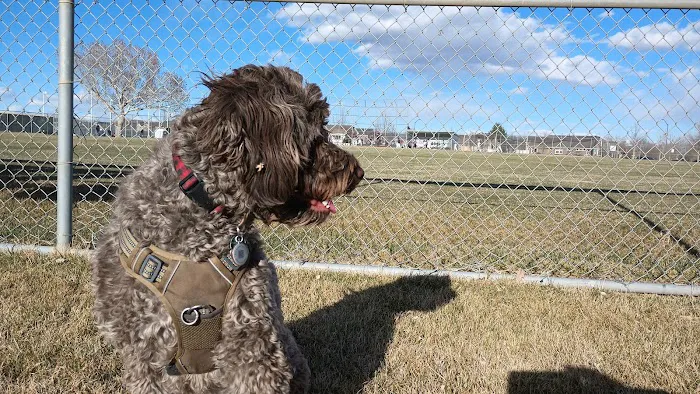 Twin Silo Dog Park 8