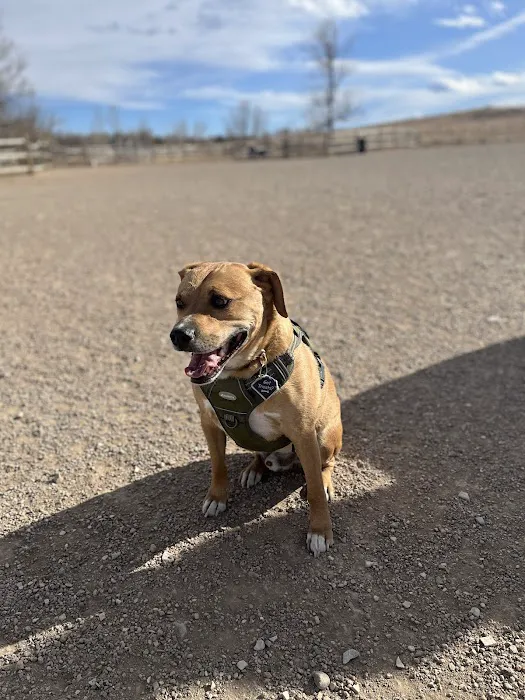 Spring Canyon Dog Park 3