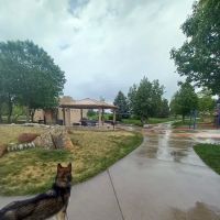 Soft Gold Dog Park ico