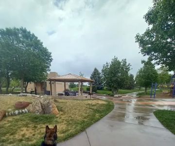 Soft Gold Dog Park