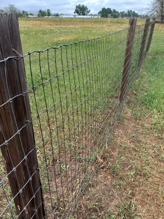 Soft Gold Dog Park 9