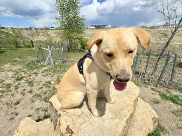 Vista Dog Park 8