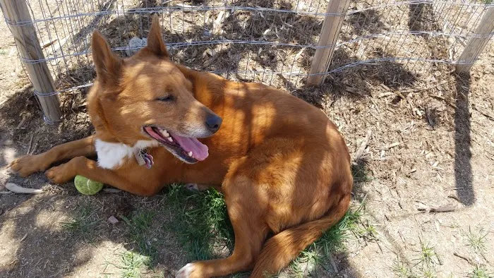 Vista Dog Park 10
