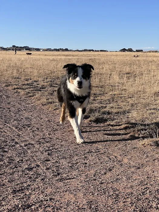 Falcon Regional Dog Park 7