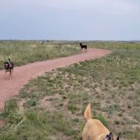 Falcon Regional Dog Park ico