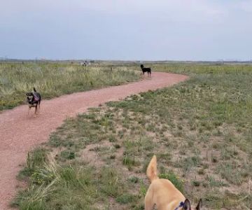 Falcon Regional Dog Park