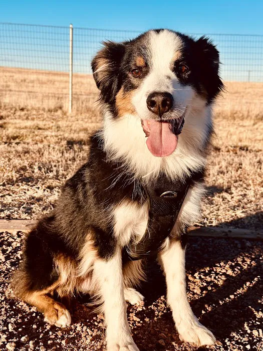 Falcon Regional Dog Park 5