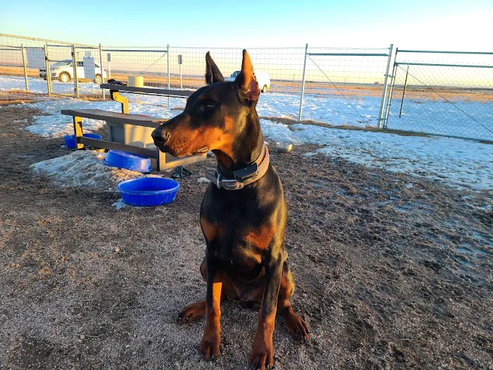 Falcon Regional Dog Park 8