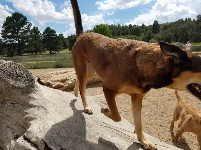 Palmer Park Dog Park 7