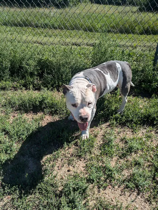 Palmer Park Dog Park 6