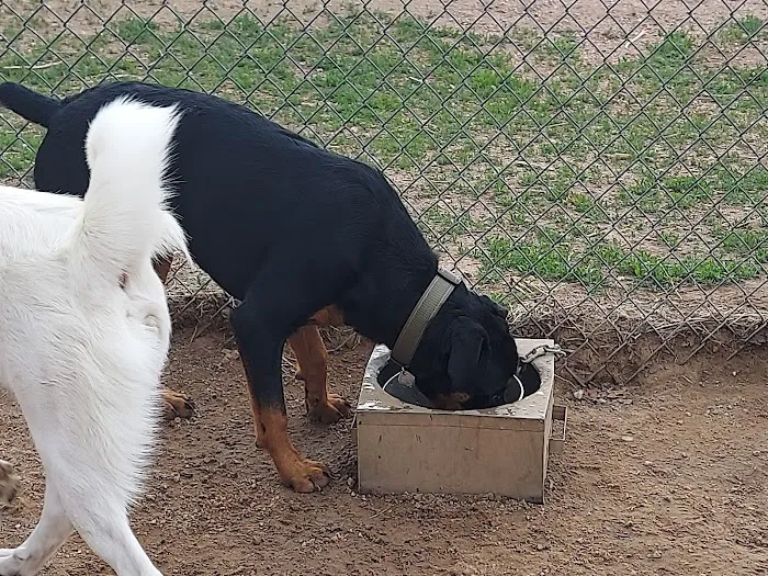 Palmer Park Dog Park 4