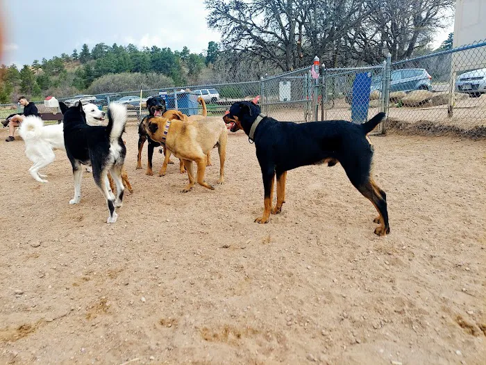 Palmer Park Dog Park 5