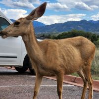 Garden of the Gods Off-Leash Area ico